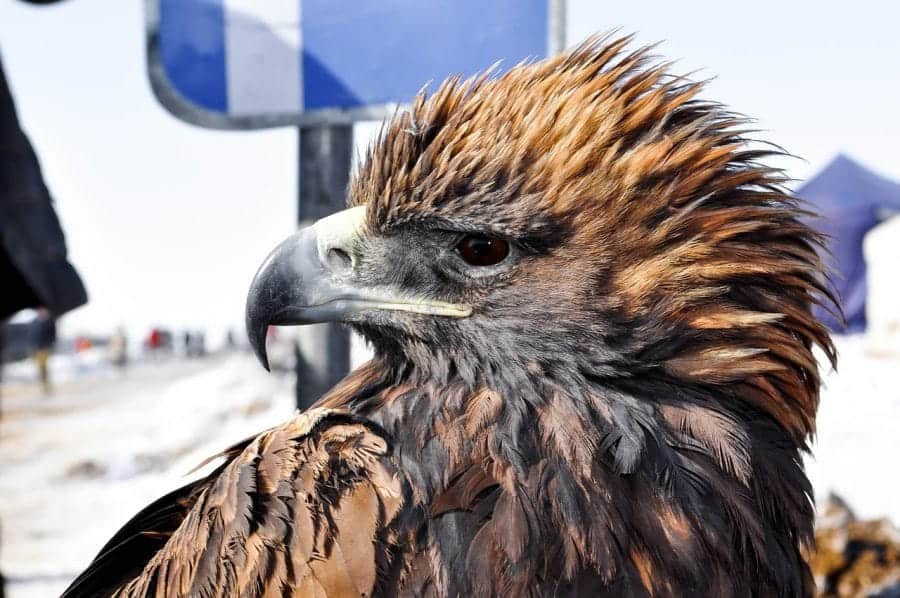 Festiwal Polowania z orłem co roku przyciąga do regionu Ölgij setki widzów fot. pixabay