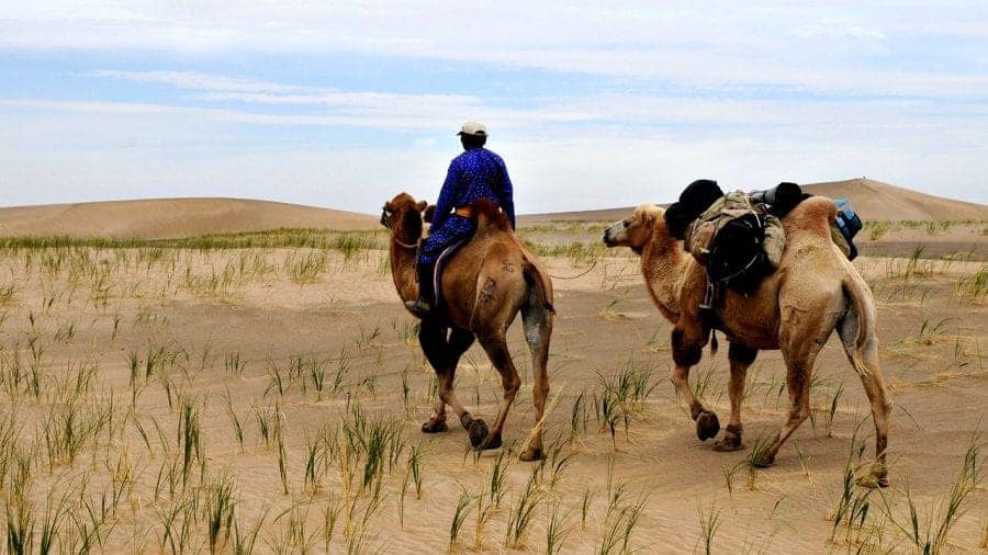 Zwiedzając region Bajanchongor koniecznie wybierz się na wycieczkę wielbłądami po pustyni Gobi fot. pixabay
