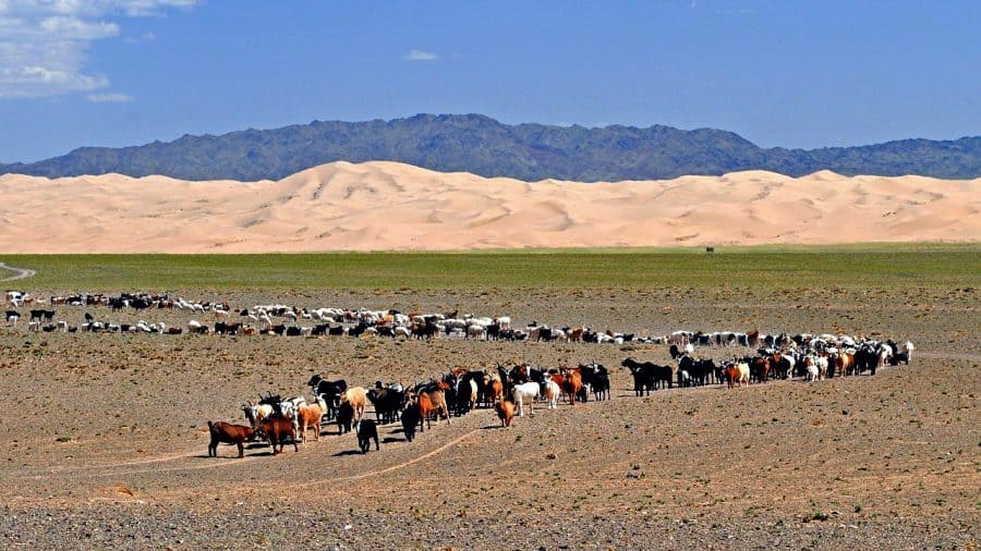 Na Gobi możesz natrafić na pastwiska kóz, owiec, koni oraz wielbłądów. fot. pixabay