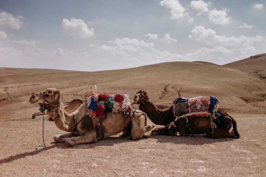 W Mongolii istnieje możliwość przejażdżki na dwugarbnym wielbłądzie.